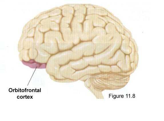 PFC Big 4 Orbitofrontal Cortex (OFC) Important for reward processing, regret (OFC damage