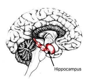 Hippocampus The memory center of the brain Without the hippocampus, people cannot make new memories.