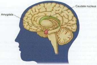 Amygdala The fear center of the brain Also necessary for encoding