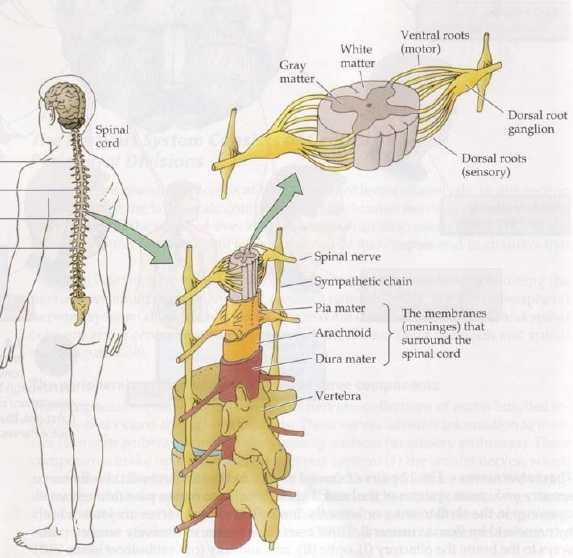 Spinal Cord Carries projections from brain, Also contains whole circuits which are functionally independent from the brain