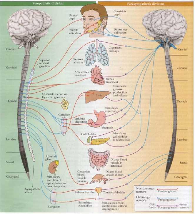 The Autonomic Nervous System Sympathetic & Parasympathetic