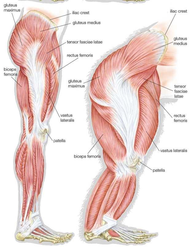 Understanding Leg Anatomy and Function THE UPPER LEG The long thigh bone is the femur.