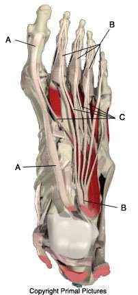 THE ANKLE AND THE FOOT The ankle joint is created at the junction of the tibia, fibula, and the talus, the ankle bone.