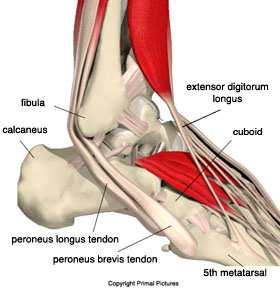 and lubricates the joint. The three bones are connected by way of three separate sets of ankle ligaments.