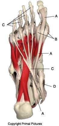 In the foot diagram to the right, the main tendons on the bottom of the foot are labeled. A.