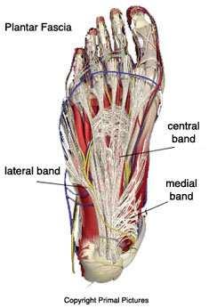 Posterior tibialis: inverts and plantar flexes the foot (brings the foot in and down).