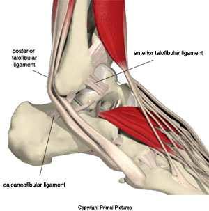 Ankle Ligaments In the ankle image on the right, the medial ankle ligaments are shown.
