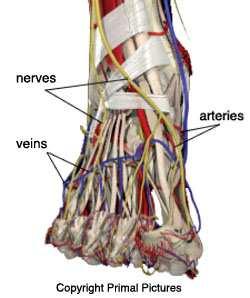 the inside of the ankle (medial ankle joint). In the ankle image on the left is a diagram of the lateral ankle ligaments. There are three ligaments on the lateral aspect of the ankle joint.