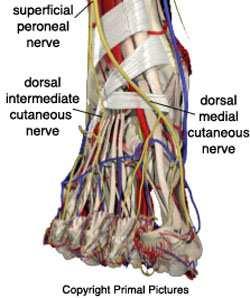 The foot diagram to the left shows the sensory nerves in the foot. The main nerves which control movement in the foot, branch much higher in the leg.