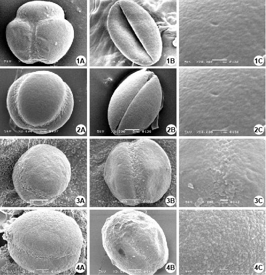 POLLEN MORPHOLOGY OF PEDICULARIS L. 3 Based on the current study, two types of pollen aperture configuration (Tsoong and Chang, 1965) known in the genus were observed, viz.