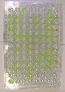 Purified antibody Is attached To plate WASH WASH ELISA plate colored wells are