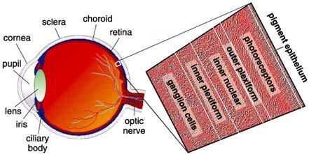 The retina: The visual system Converts radiant energy into electrical signals for the brain Contains two