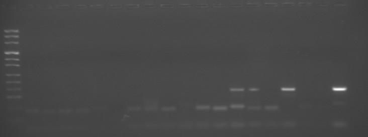 482 W. Socha et al. / Bull Vet Inst Pulawy / 57 (2013) 479-483 -1 dpv 0 dpv 1 dpv Controls M 1 2 3 4 K1 K2 1 2 3 4 K1 K2 1 2 3 4 K1 K2 K+ K- 97 bp Fig. 3. Electrophoresis of RT-PCR products for BPIV3.