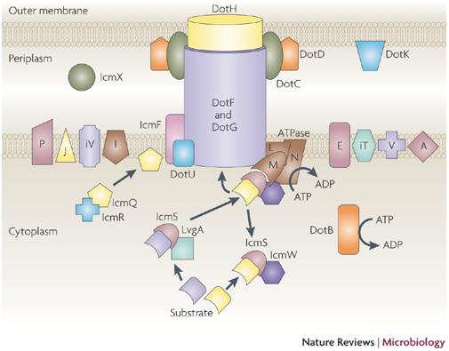 27 Sestav Dot/Icm je iz večih beljakovin in se razteza preko notranje in zunanje membrane bakterijske celične stene (Newton in sod., 2010).