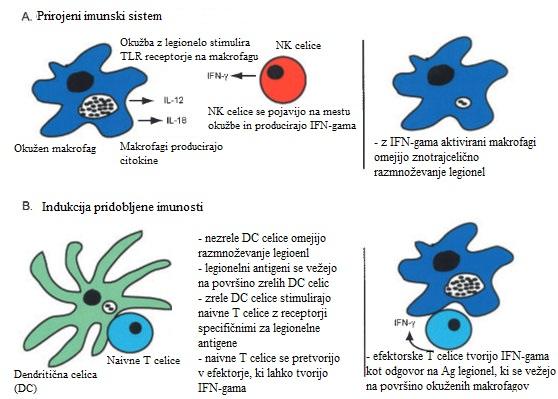 30 Slika 15: Prirojeni in pridobljeni imunski odziv na okužbo z legionelo (Neild in Roy, 2004)
