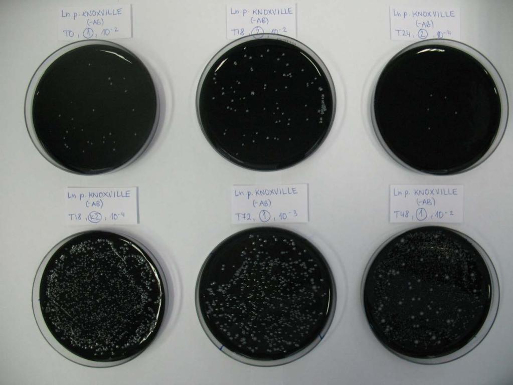 51 Legionella pneumophila Knoxville Preglednica 4: Število CFU/mL L. pneumophila Knoxville po petdnevnem gojenju na ploščah BMPA-α Časi inkubacije (h) 5.
