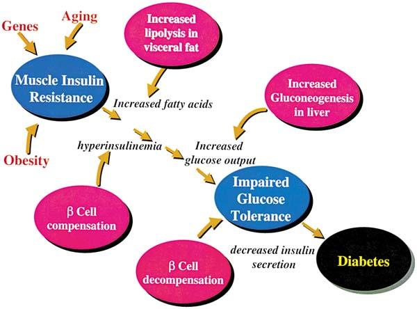 Improved insulin sensitivity in Ccr2 -/- mice Insulin tolerance test Glucose tolerance test