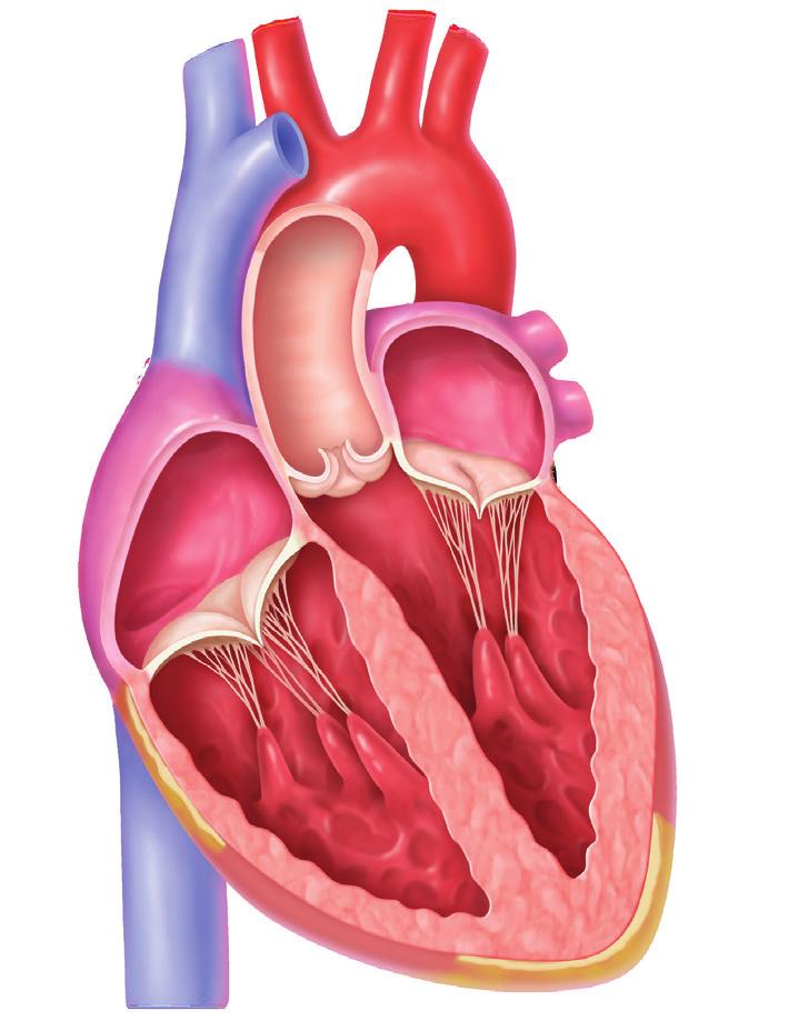 HOW YOUR HEART WORKS Explain the role of the heart in blood circulation and describe its anatomy (four chambers, four valves) Discuss how the valves function to keep blood flowing in one direction
