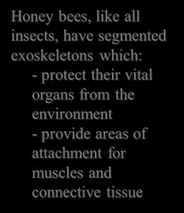 Chapter 4: Honey Bee Anatomy University of Florida