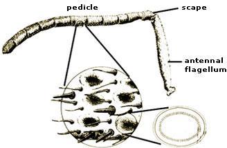 containing the large antennal nerve, minute extensions of the