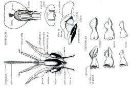 mouthparts can chew (mandibles) and suck (proboscis).
