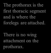 Prothorax The prothorax is the first thoracic segment and is where the
