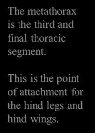 legs. Metathorax The metathorax is the third and final thoracic segment.