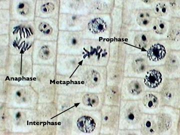 growing, and preparing to divide. Interphase is not part of mitosis, which is defined as active cell division. Rather, it is the living stage of the cell.