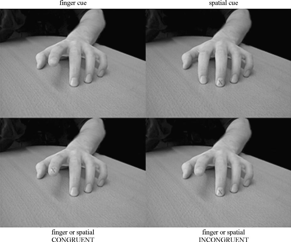 M.L. van Leeuwen et al. / Neuropsychologia xxx (2009) xxx xxx 3 Fig. 1. Example images used for response cueing. Top panel: finger and spatial baseline movement cues.