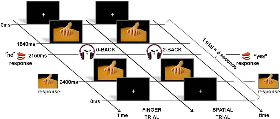 Note that identical images were used for finger and spatial cues in the congruent and incongruent conditions, the only difference was what cue should be reacted to.