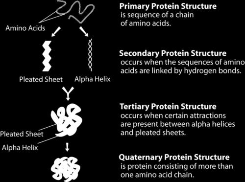 A protein may have up to four levels of structure. The lowest level, a protein s primary structure, is its sequence of amino acids. Higher levels of protein structure are described in Figure 3.26.