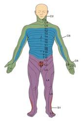 Dermatomes Myotomes An area of skin served by a specific sensory nerve root (C2-S5) or by one