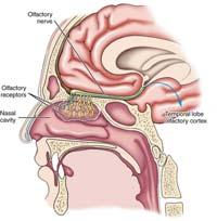 Olfaction (smell) Vision Uses chemoreceptors to detect odors Receptors are found in nasal cavity and nasal mucosa Has strongest link to