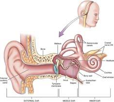 inner-ear bones (ossicles) 93 94 Hearing Characteristics of Sound Sound waves cause membrane of oval window to vibrate Vibration is passed