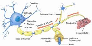 Types of Neuroglia Properties of Neurons Two are located in the PNS Satellite cells provide structural support of neurons in PNS Schwann cells produce myelin around axons in PNS Excitability ability