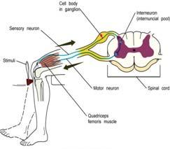 Classification of Nerves Sensory (afferent) nerves carry impulses from nerve receptors to brain or spinal cord Interneurons (association nerves) process information Motor (efferent) neurons carry