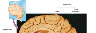 Cerebrum Main Parts of the Brain Divided into left and right hemispheres, connected by the corpus callosum Governs all higher functions (language,