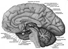The Diencephalon The Epithalamus Forms part of the roof of the third ventricle Includes the pineal gland (pineal body) Secretes the hormone melatonin