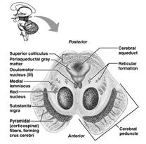 The Brain Stem The Midbrain Lies between the diencephalon and the pons Central cavity the cerebral aqueduct with gray matter surrounding (periaqueductal gray matter) Cerebral peduncles located on the