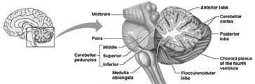 The Brain Stem The Medulla Oblongata The core of the medulla contains: Additional nuclei of the reticular formation Nuclei influence autonomic functions Cardiac center Vasomotor center The medullary