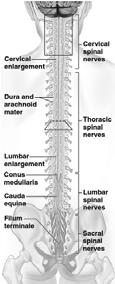 The Spinal Cord Runs through the vertebral canal Extends from the foramen magnum to the level of the vertebra L 1 or L 2 Protected by bone, meninges, and CSF Dura