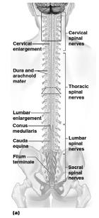 of connective tissue Attaches to the coccyx inferiorly Cervical and lumbar enlargements Where nerves for upper and lower limbs arise Cauda equina collection of nerve