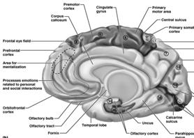 Cerebral Cortex Sensory Areas Vestibular Cortex Located in the posterior part of the insula Deep to the lateral sulcus Responsible for sensing changes in equilibrium 79 Cerebral Cortex Sensory Areas