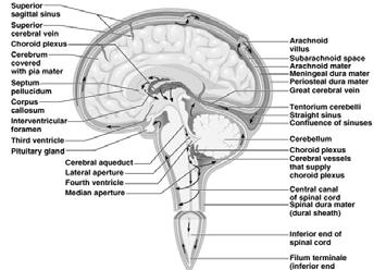 Protection of the Brain CSF Circulation of CSF 7 Protection of the Brain CSF Reabsorption of CSF 8 Protection of