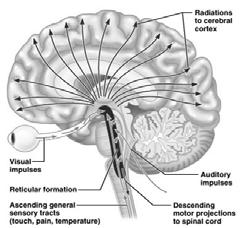 core of the medulla, pons, and midbrain Forms three columns Midline raphe nuclei Medial nuclear group Lateral nuclear group 92 Functional Brain Systems The Reticular Formation