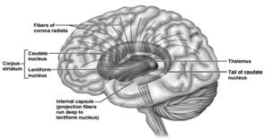 cerebral cortex Ascend to the cortex from lower regions 97 Projection Tracts Internal capsule projection fibers form a compact bundle Passes between the thalamus and basal nuclei Corona radiata