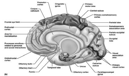 Approximately 40% of brain s mass Brodmann areas 52 structurally distinct areas 19 Functional and
