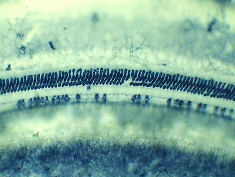Photomicrograph of surface preparation