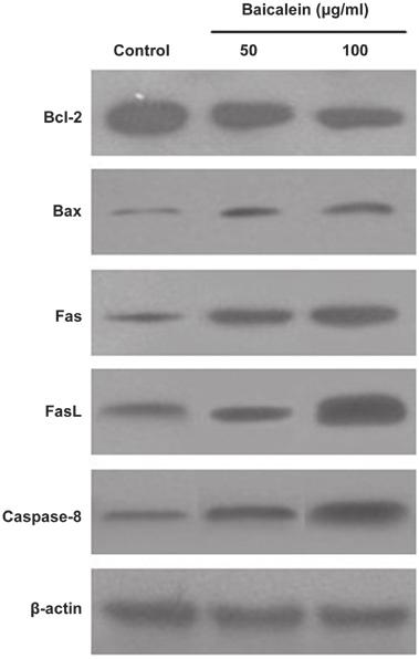 MOLECULAR MEDICINE REPORTS 11: 2129-2134, 2015 2133 Figure 6. Effect of baicalein on caspase-3 activity in HeLa cells. Bars represent mean activity ± SD (n=10); * P<0.05, ** P<0.01, *** P>0.