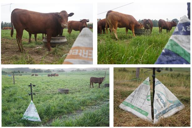 A rotation grazing system was implemented and all the treatment groups consisting of ten animals each were moved to a new camp on a weekly basis.